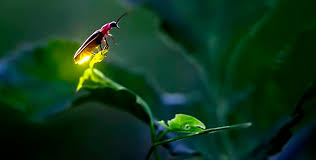 Escape Sanctuary of the Fireflies