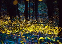 Escape Sanctuary of the Fireflies